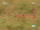 人与自然 《人与自然》 20150706 自然故事：超级狮群（上）