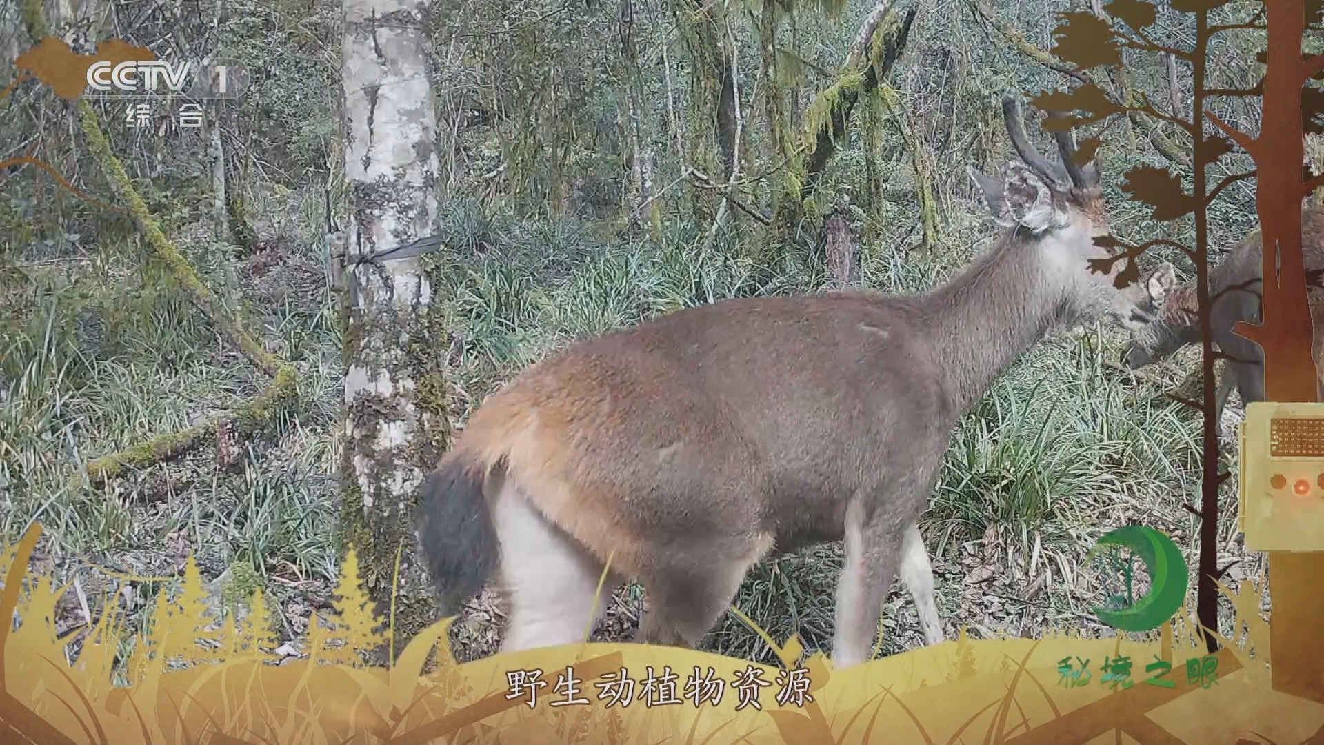 秘境之眼 《秘境之眼》 小麂 20231018