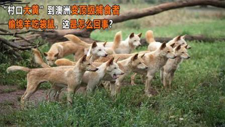 “村口大黄”成为澳洲霸主（上）生擒袋鼠活啃野牛，土狗有多强？