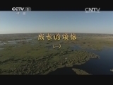 动物世界 《动物世界》 20141225 成长的烦恼（二）