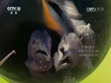 自然传奇 《自然传奇》 20170411 快乐老家