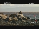 动物世界 《动物世界》 20141114 巨兽王国（三）