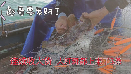 南澳岛赶海日记 这一次彪哥真的要发财了，大网连续收大货，连值钱的大红斑都来了3条