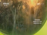 自然传奇 《自然传奇》 20170729 成长的狮群