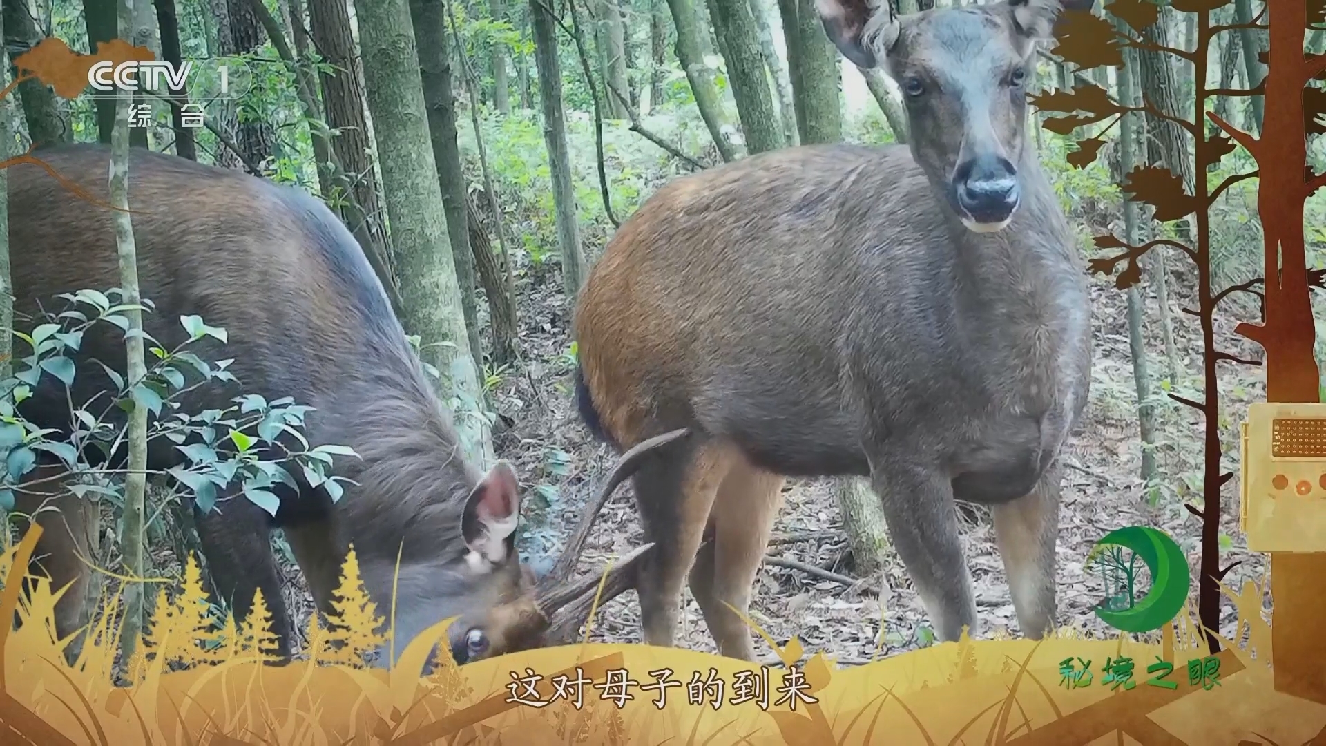 秘境之眼 《秘境之眼》 水鹿 20231231