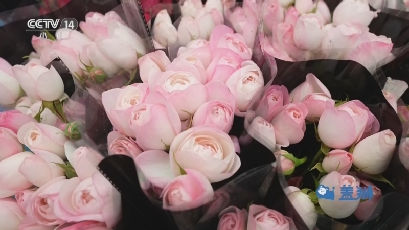 《智慧树》 20260226