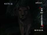 动物世界 动物世界 2009年 第228期
