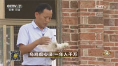 致富经 [致富经]乌鸡痴心汉 一年入千万 20160721