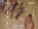 地理中国 《地理中国》 20141107 小村“不速客” 上