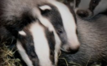 Natural World Badgers Secrets Of The Sett SD