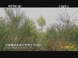 远方的家 百山百川行 第一百四十九集 无限风光米缸山《远方的家》 20131127