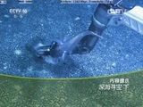 走近科学 《走近科学》 20160406 深海寻宝 下