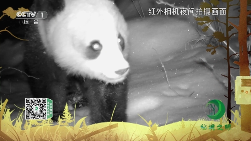 秘境之眼 《秘境之眼》 大熊猫 20230213