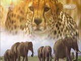 人与自然 《人与自然》 20141110 自然发现：谁领风骚（上）