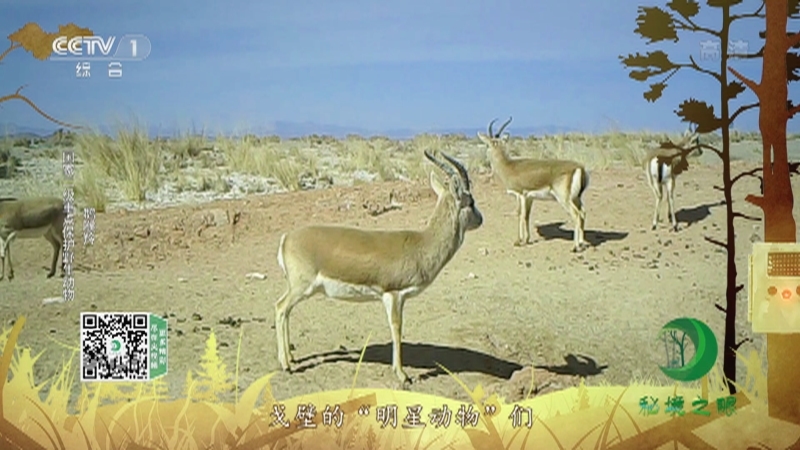 秘境之眼 《秘境之眼》 戈壁盘羊/北山羊/鹅喉羚 20221225