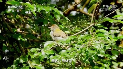 地理中国 《地理·中国》 20191211 探秘热带雨林3