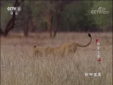动物世界 《动物世界》 20180223 母爱之路
