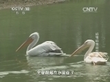 走近科学 《走近科学》 20141125 “小科”的动物世界——好想好想谈恋爱