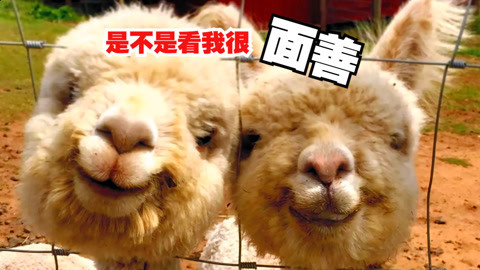 神兽羊驼是怎么对付妹子
