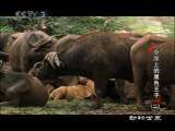 动物世界 动物世界 2010年 第98期