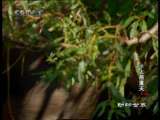 动物世界 动物世界 2010年 第192期