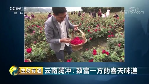 生财有道 《生财有道》 20190412 咱们家乡春天美 云南腾冲：致富一方的春天味道
