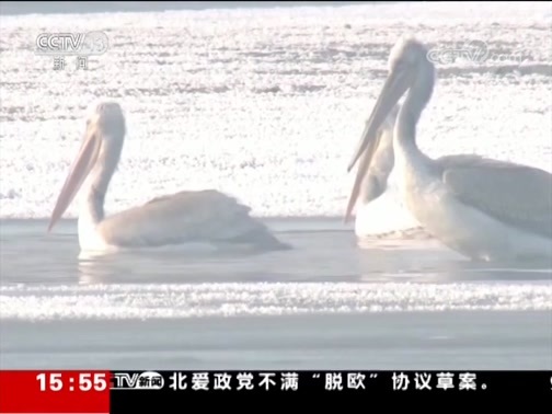 新闻直播间 《新闻直播间》 20181121 15:00