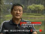 走近科学 动物新春争霸赛 傣寨斗鸡