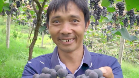 与梦想合拍 金谷福梨幸福泉 葡萄串起致富路