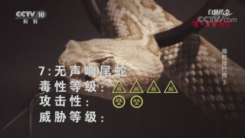 自然传奇 《自然传奇》 20200822 毒蛇排行榜3