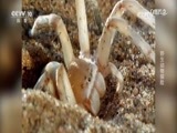 自然传奇 《自然传奇》 20170601 野生动物探险
