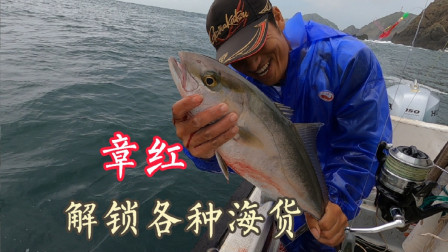 今天跑远海钓鱼，这个季节用一种神秘小鱼做饵，有意想不到的效果