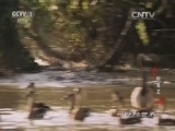 动物世界 《动物世界》 20160930 鳄鱼王