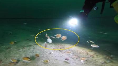 聊斋怪谈 海底出现一群飞碟潜水员跟踪后发现大秘密
