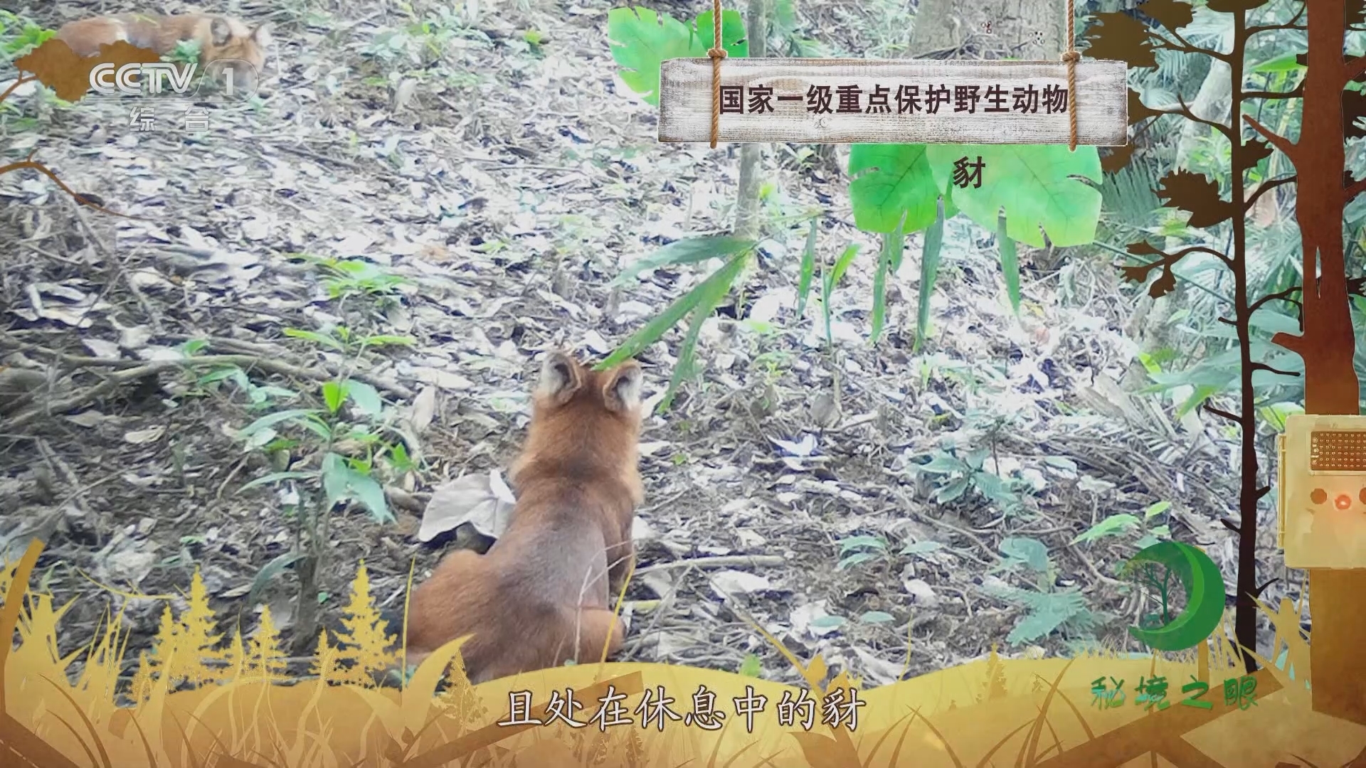 秘境之眼 《秘境之眼》 豺 20231103