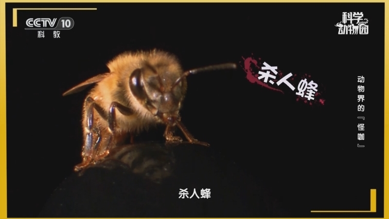 科学动物园 《科学动物园》 20250708 动物界的“怪咖”