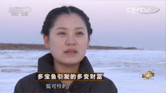 致富经 [致富经]多宝鱼引发的多变财富(20160302)