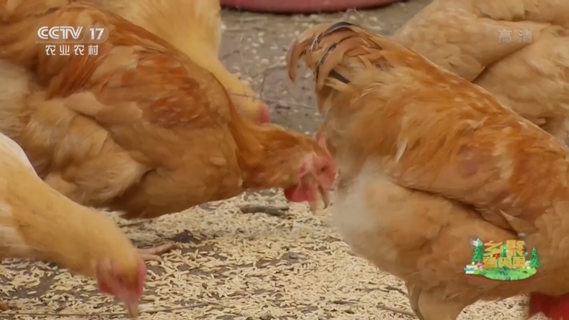 《乡聚春天里-春天里的新农活》 20220329