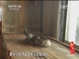 记住乡愁第一季 《记住乡愁 第一季》 20150205 第三十六集 老司岩村——亲帮亲 邻帮邻