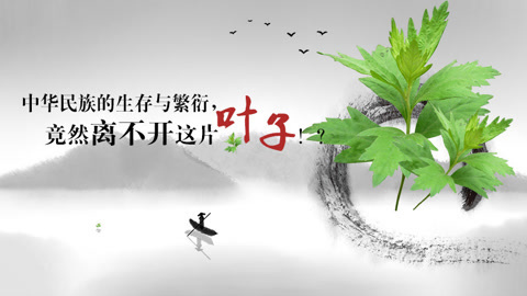 本草说 民族的生存竟离不开这片叶子？