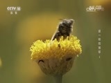 地理中国 《地理中国》 20170423 世界地球日·谜一样的地球（4）