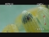 动物世界 《动物世界》 20140804 华丽变身记