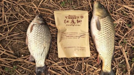 三青台鲫鱼获连杆 二月井研会老友