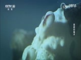 自然传奇 《自然传奇》 20170602 高超的骗术