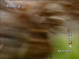 动物世界 动物世界 2010年 第120期