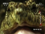 动物世界 《动物世界》 20180627 隐秘王国里的奇迹（一）