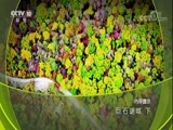 地理中国 《地理中国》 20171208 巨石谜城（下）