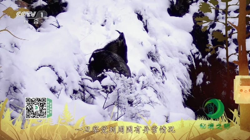 《秘境之眼》 中华斑羚 20211205