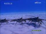 人与自然 自然启示 海洋猎手 下