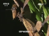 走近科学 《走近科学》 20160901 巨型昆虫之爬动的树枝